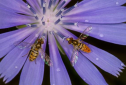 WRA’s Moos Gallery to present “Bees, Bugs and Butterflies” WRA’s Moos Gallery to present “Bees, Bugs and Butterflies”